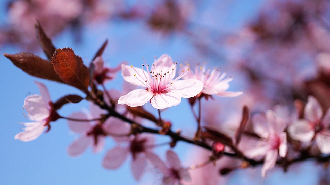 cherry blossom, cherry flower, cherry tree