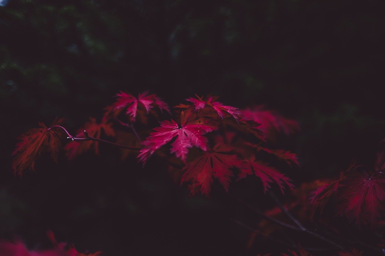 leaves, autumn, purple